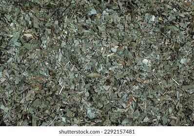 Vector illustration of Background of dry leaves of medicinal plant Eucalyptus L. Top view. Dry fragrant crushed leaves.
