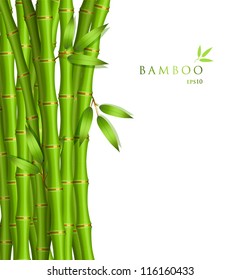 Vector illustration of Background with green bamboo