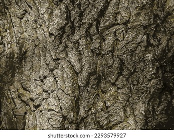 Vector illustration of Background of Imeretian oak bark. Detail of the bark of an English oak - Latin name - Quercus robur.
