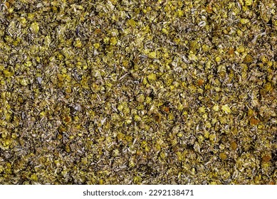 Vector illustration of Background of medicinal plant Helichrysum arenarium. Top view. Yellow dry flowers.
