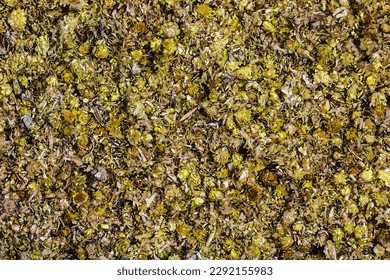 Vector illustration of Background of medicinal plant Helichrysum arenarium. Top view. Yellow dry flowers.
