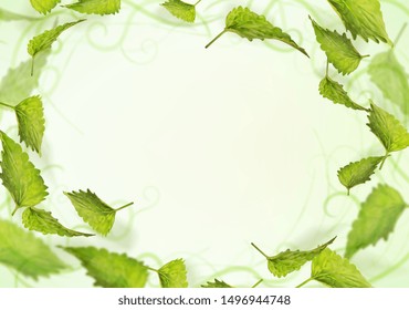 vector illustration, background mint leaves with ornament