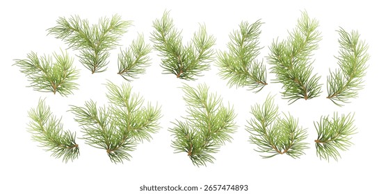 Vector Illustration Background of Realistic Green Pine Branches on a White Surface Depicting Forest Foliage and Holiday Themes.