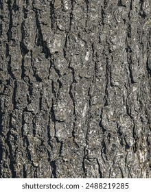 Vector illustration Background of Turkish hazel bark. Latin name Corylus colurna.

