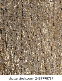Vector illustration Background of Turkish hazel bark. Latin name Corylus colurna.
