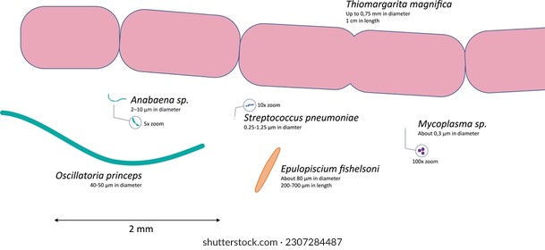 Ilustración vectorial de la comparación del tamaño de las bacterias. Comparación del tamaño de las bacterias más grandes y pequeñas