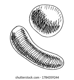 Vector illustration of bacteria and Staphylococcus. Black and white traditional illustration for biology book
