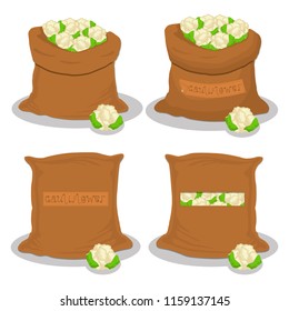 Vector illustration for bags filled with vegetable cauliflower, storage in sacks. Cauliflower pattern consisting of ripe food, raw product on open Sack. Tasty cauliflower from eco sack,full baggy bag