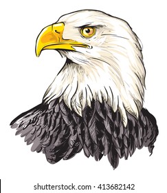 Vector illustration of Bald eagle (Haliaeetus leucocephalus)