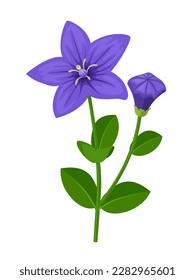 Vector illustration, balloon flower or Platycodon grandiflorus, isolated on white background.