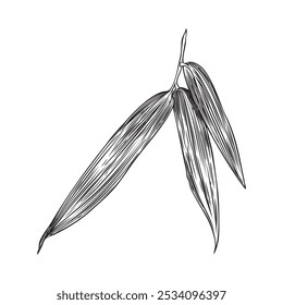 Vector illustration of bamboo leaves sketch in black and white graphic style. Vintage detailed drawing of plant on isolated background. Hand drawn element for design.