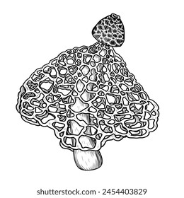 Vector illustration of a bamboo mushroom in engraving style