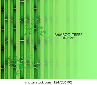 Vector illustration of bamboo on background, design of Chinese and Japanese bamboo trees, stems and leaves. colorful trees background
