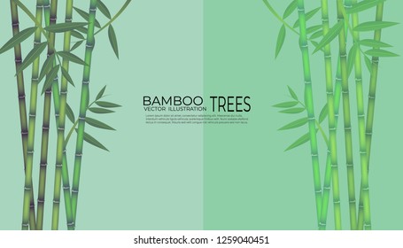 Vector illustration of bamboo on background, design of Chinese and Japanese bamboo trees, stems and leaves.