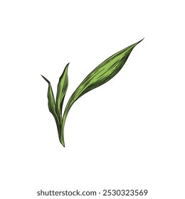 Ilustración vectorial de hojas de brote de bambú dibujadas a mano en color sobre fondo aislado. Planta gráfica detallada. Hojas verdes de la planta de bambú. Elemento para el diseño.