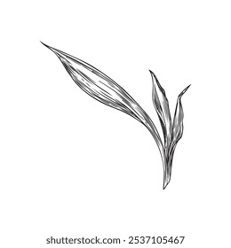 Vector illustration of bamboo shoot leaves in black and white hand drawn style. Bamboo plant leaves in graphic style on isolated white background. Environment.