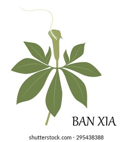 Vector illustration of ban xia - chinese herb