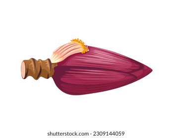 Vector illustration, banana blossom, isolated on white background.