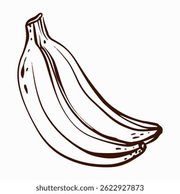 Vector illustration of a banana, designed in line art style. Ideal for food-related projects, packaging, or logos. Represents healthy, organic, and vegan ingredients.