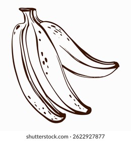 Vector illustration of a banana, designed in line art style. Ideal for food-related projects, packaging, or logos. Represents healthy, organic, and vegan ingredients.