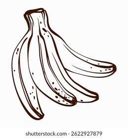 Vector illustration of a banana, designed in line art style. Ideal for food-related projects, packaging, or logos. Represents healthy, organic, and vegan ingredients.