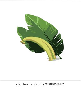 vector illustration of banana leaves and banana fruit together
