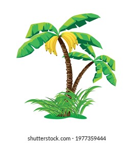 Vector illustration of a banana palm tree in cartoon style on a white background.