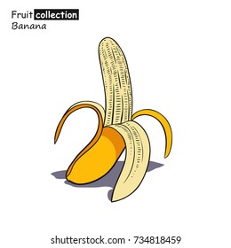 Vector illustration of banana in sketch style.