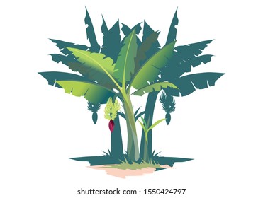 vector illustration - banana tree isolated on white background for image and background