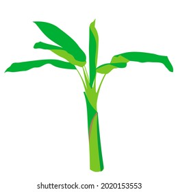 Ilustración vectorial de los plátanos que sólo crecen en lugares tropicales