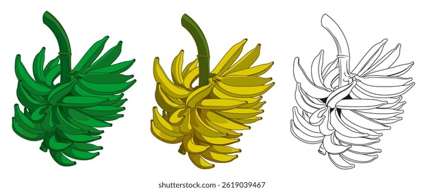 vector illustration of banana.Green banana and fruit banana.Bunch of Bananas in Outline Line Art.Banana kerala name in nendrapazham.