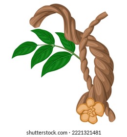 Ilustración vectorial, Banisteriopsis caapi, también conocida como ayahuasca, caapi, o parra soul, aislada en un fondo blanco.