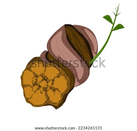 Vector illustration, Banisteriopsis caapi, also known as ayahuasca, caapi, or soul vine, isolated on a white background.
