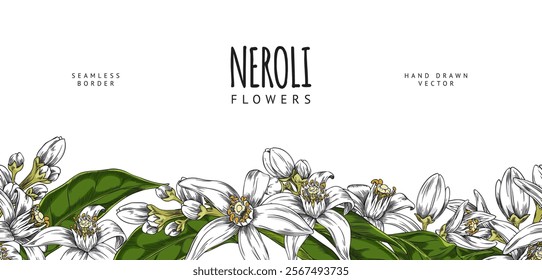 Vector illustration of banner with hand drawn neroli flowers and leaves on the bottom seamless border. Perfect for promotional and decorative seasonal posters. Botanical cosmetic and medicinal plant.
