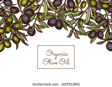 Vector illustration banner and poster with place text and hand drawn olive branches above