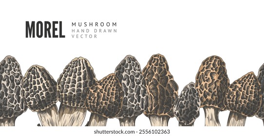 Vector illustration of banner with seamless lower border with morel mushrooms image. Poster with forest edible mushrooms and place for text. Isolated background. Botanical drawing.