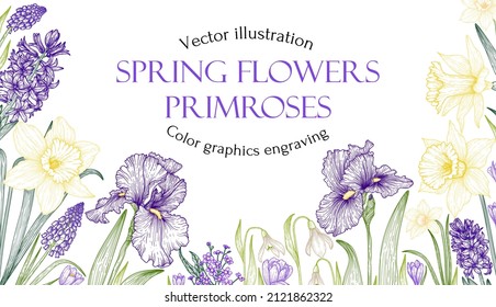 Vector illustration of a banner template with spring flowers. A frame made of primroses. Snowdrops, irises, hyacinths, muscari, crocuses, daffodils, brunner