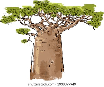 Vector illustration with a baobab tree on a white background