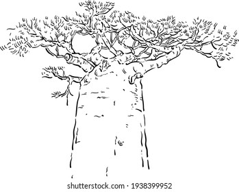 Vector illustration with a baobab tree on a white background