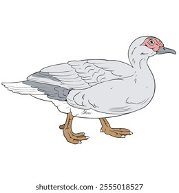 vector illustration of the barbary duck bird with original coloring