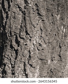 Ilustração vetorial de casca de veludo de Amur, cortiça de Amur, Phellodendron amurense. Textura de casca de cortiça. Textura de casca de árvore velha. 
