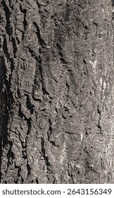 Ilustração vetorial de casca de veludo de Amur, cortiça de Amur, Phellodendron amurense. Textura de casca de cortiça. Textura de casca de árvore velha. 
