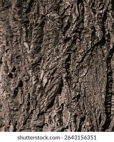 Ilustração vetorial de casca de veludo de Amur, cortiça de Amur, Phellodendron amurense. Textura de casca de cortiça. Textura de casca de árvore velha. 
