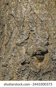 Vector illustration of the bark of the Golden Shower tree Koelreuteria paniculata.
