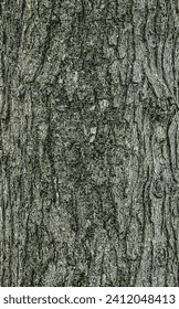 Vector illustration of the bark texture of Field Maple or Acer campestre. Natural leather nature background.

