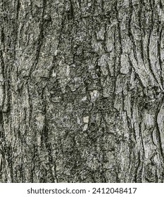 Ilustración vectorial de la textura de corteza de Campo Maple o Acer campestre. Fondo natural de cuero.
