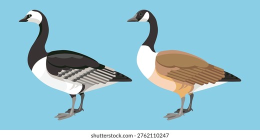 Vector illustration of Barnacle Goose (Branta leucopsis) and the iconic Canada Goose (Branta canadensis), two very well known large goose species found in North America and Europe.