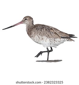 Vector illustration of Bar-tailed Godwit walking in the water