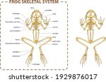 Vector illustration of basic anatomy of the frog skeletal system.