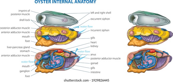 Ilustración vectorial de la anatomía básica del ostión.